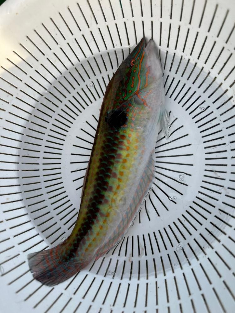 舘山沖、イサキ五目