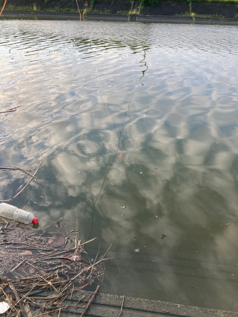 河口でシーバス