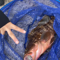 初夢みなと公園でデカキジハタ!
