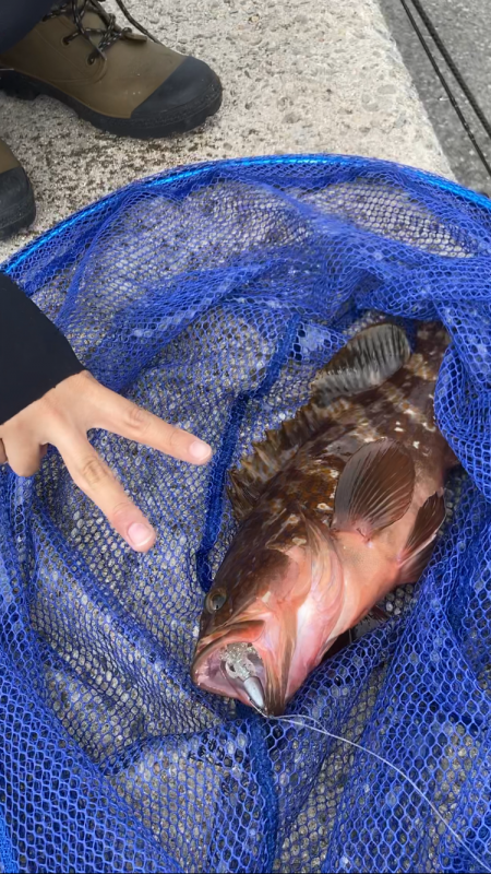初夢みなと公園でデカキジハタ!