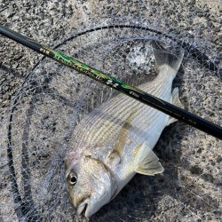 夕まづめ狙いで❗️