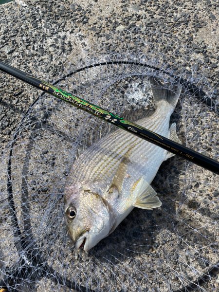 夕まづめ狙いで❗️