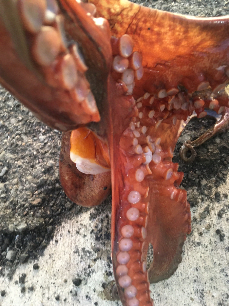 【タコフィネス】キロアップ2杯