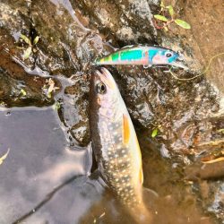 渓流釣行　午後の部