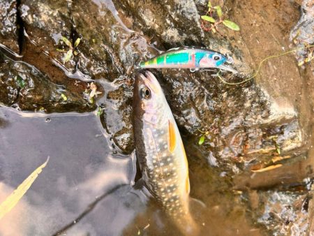 渓流釣行　午後の部