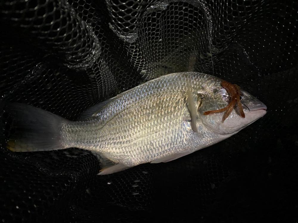 夕立増水で淀川チニング最高に釣れる