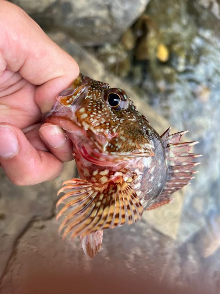 アコウ、ガシラのライトロック