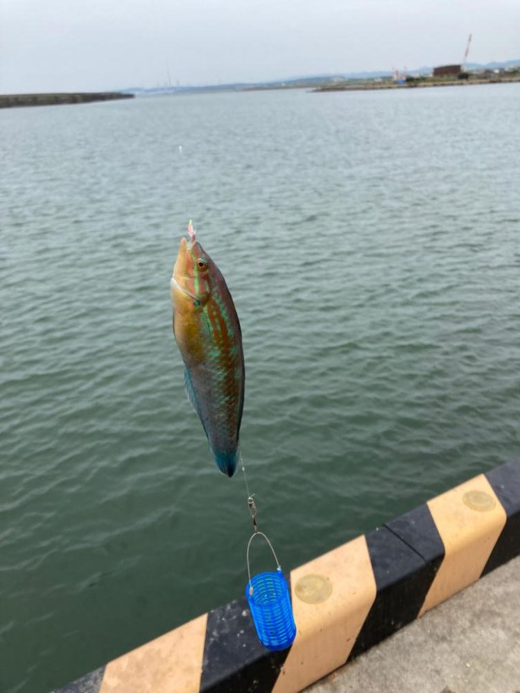 1ヶ月ぶりのサビキ