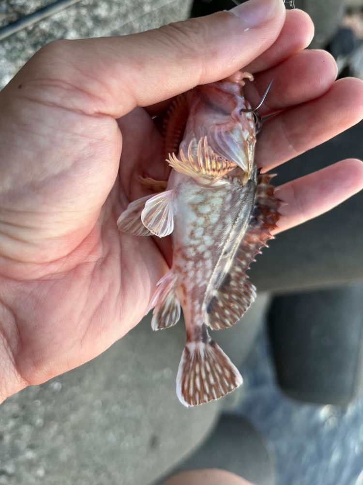 アコウ、ガシラ