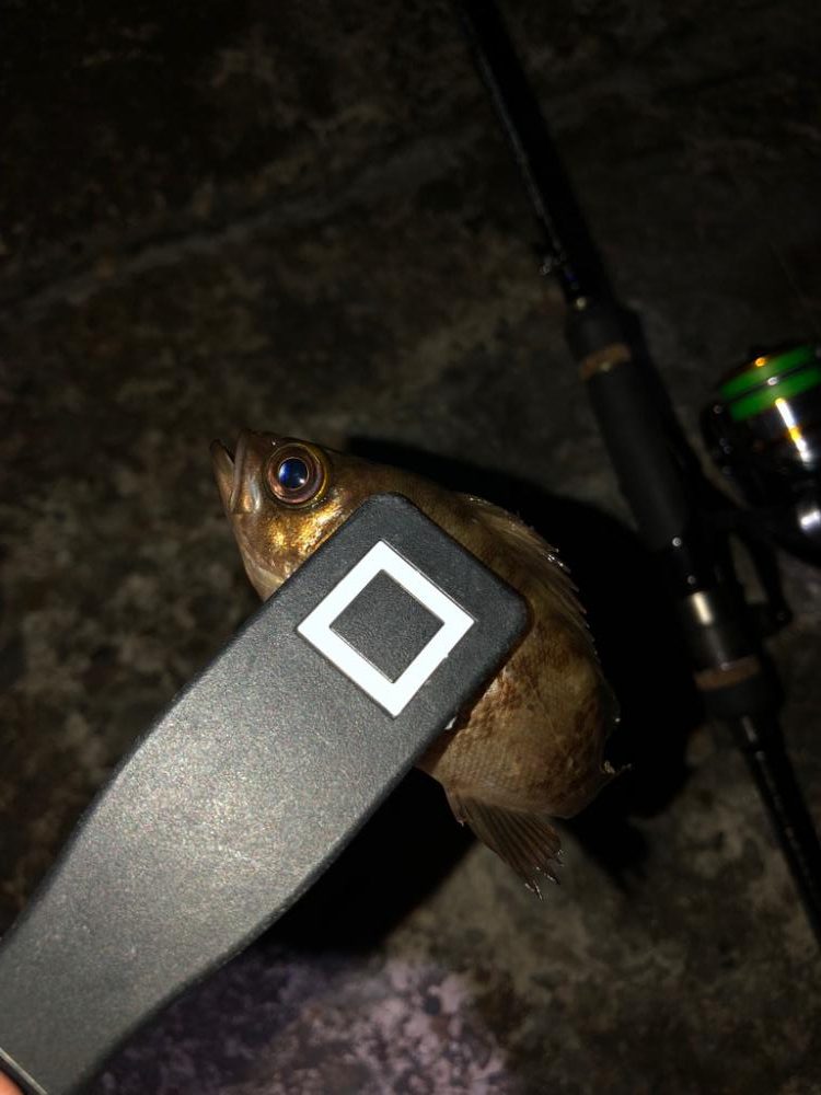 暑かった日(釣果は…)