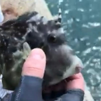 大三島フカセで真鯛ゲッチュ！