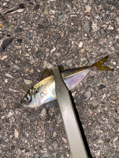 強風下のアジング