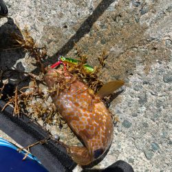 アコウ、ガシラのライトロック