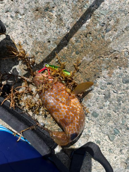 アコウ、ガシラのライトロック