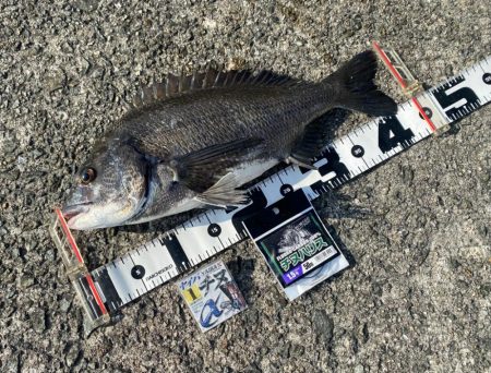 今回はこの配合 フカセ釣り