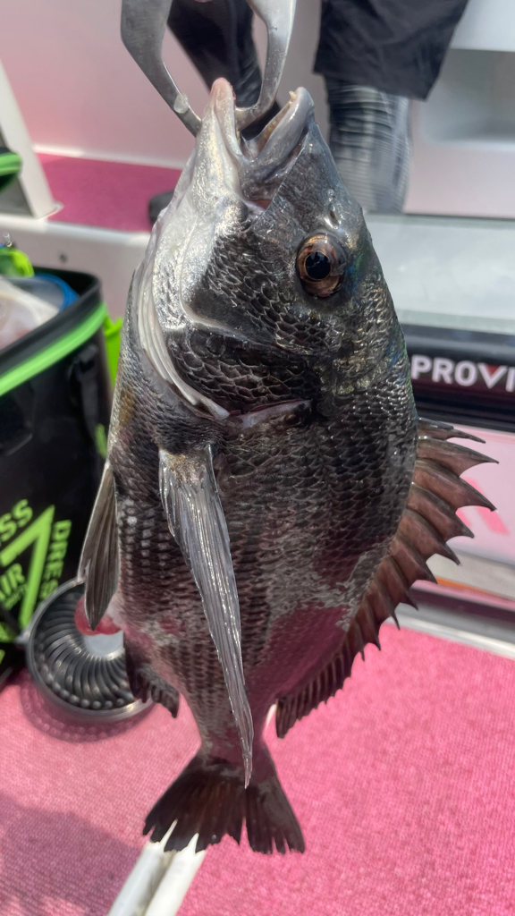 暑いわ 渋いわ(涙)