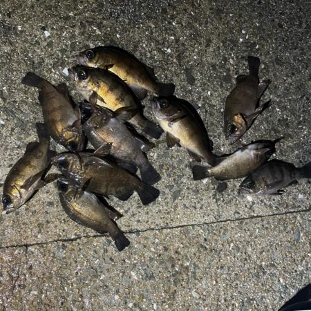 アジング＆メバリング