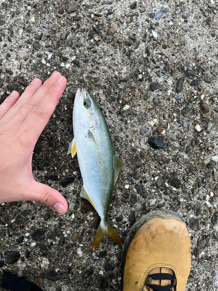 青物シーズン到来