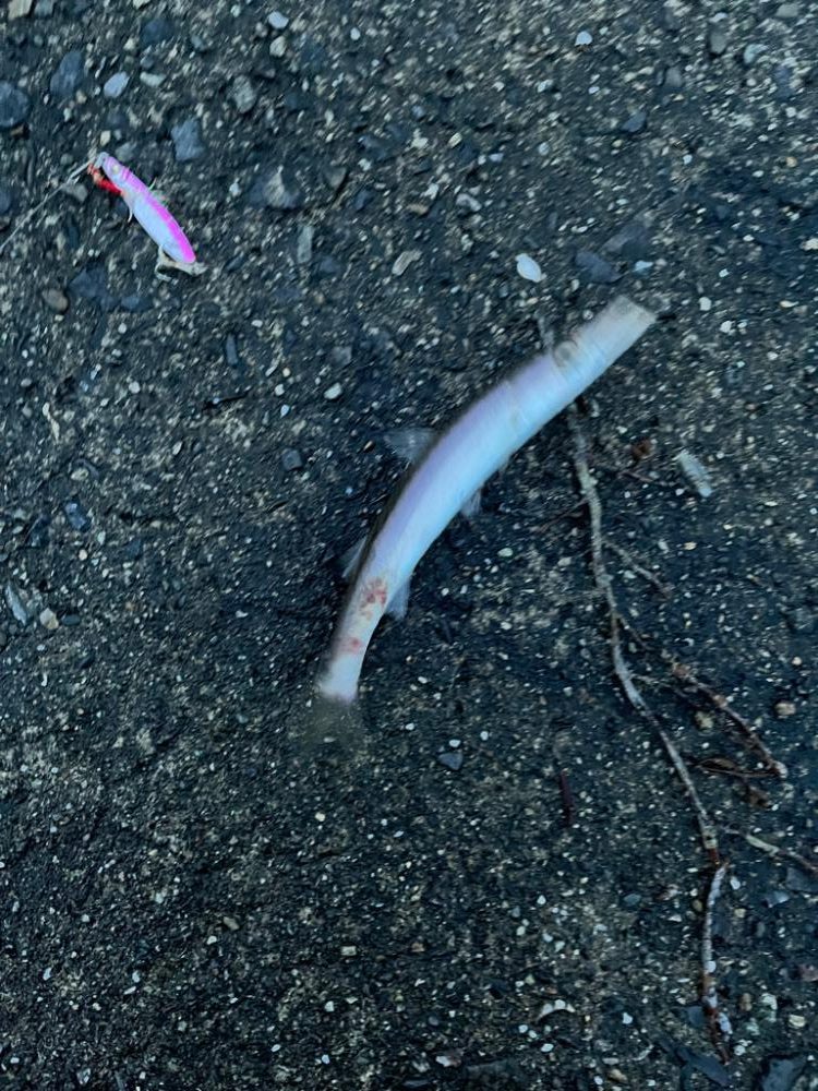 カマス、ガシラ、ムツ