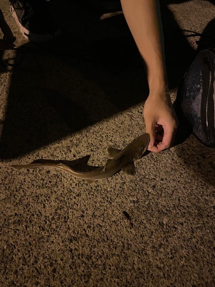 予想外のシャコ！