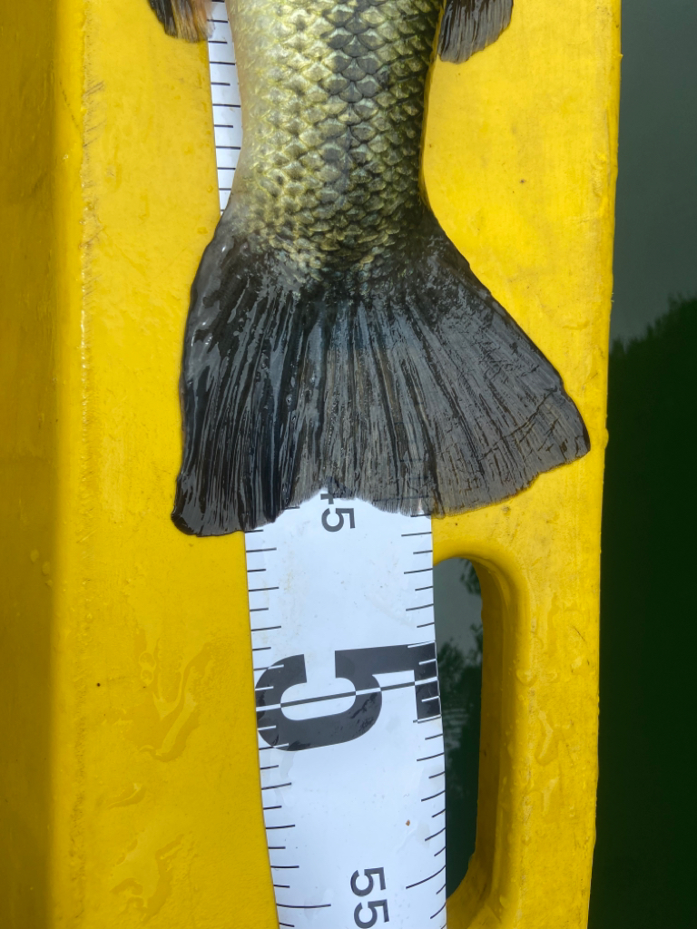 正木ダムへミニボート釣行