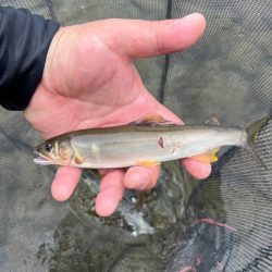 鮎釣り