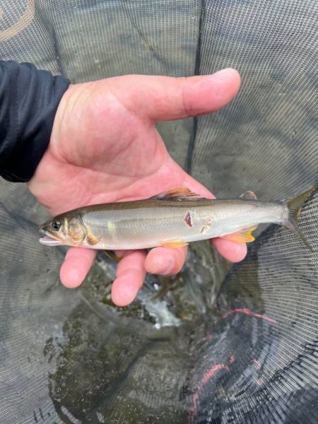 鮎釣り