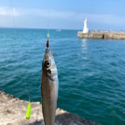 明石ちょい投げキス狙い