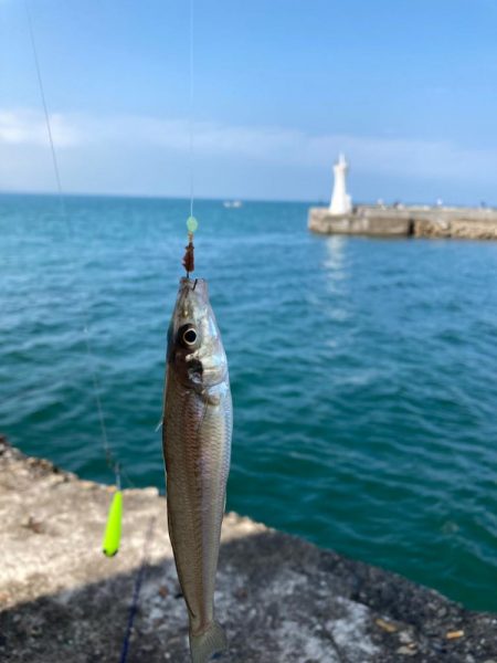 明石ちょい投げキス狙い