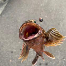 ヘチってきました