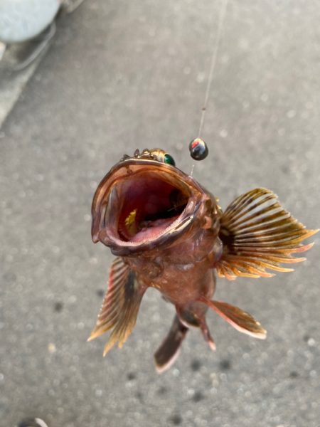 ヘチってきました