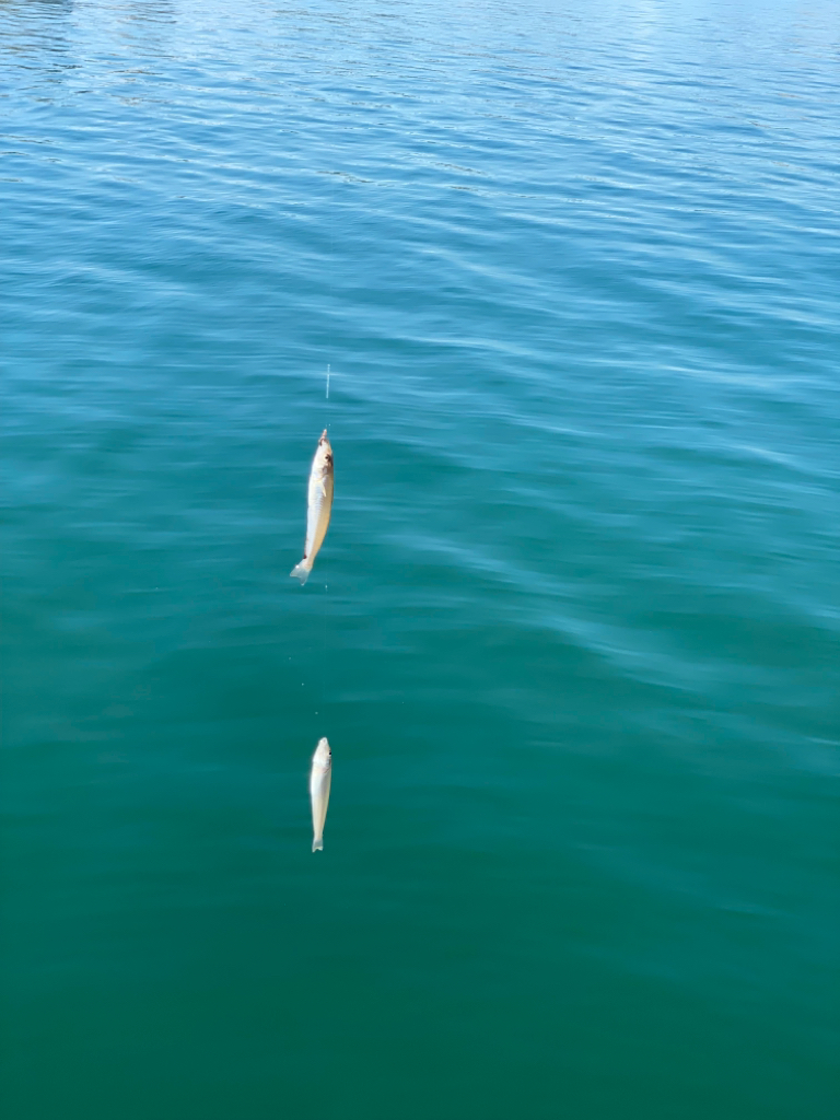 梅雨明け後のキス釣り