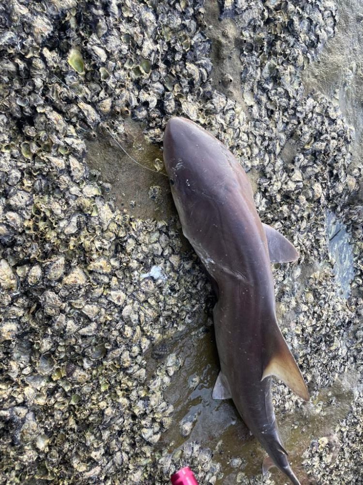 アオリイカ！キロアップ！！とサメ