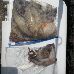 タコの重みを感じたくて！