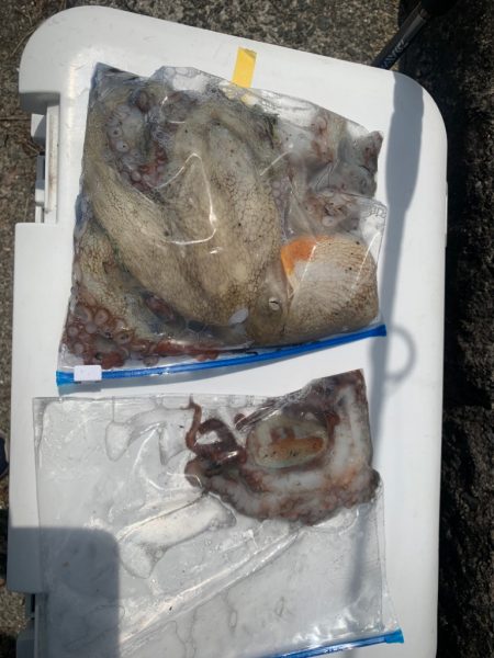 タコの重みを感じたくて！