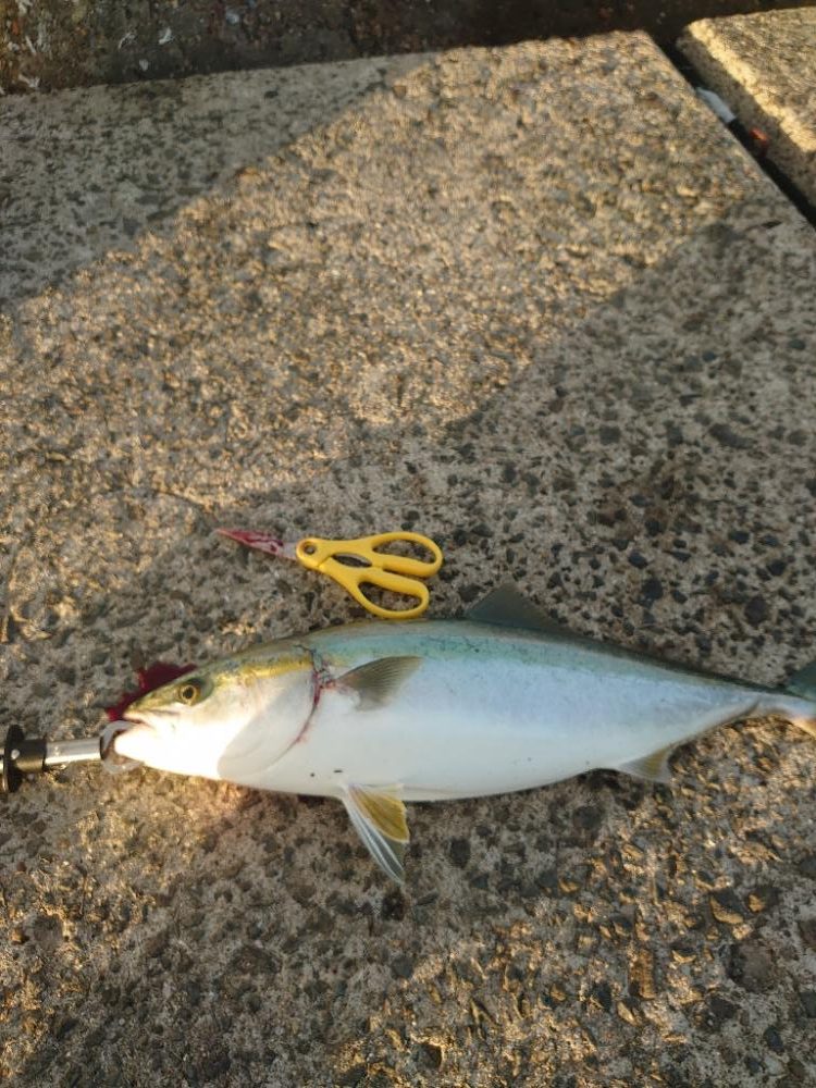 ショアジギング