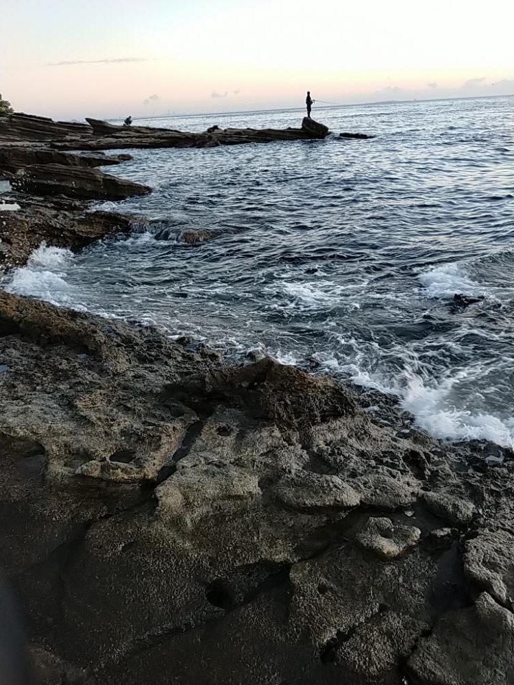 ワラサ（メジロ）今年初物！