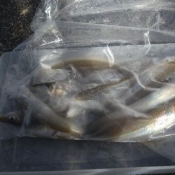 チョイ投げキス釣り〜いつものポイント入れず…