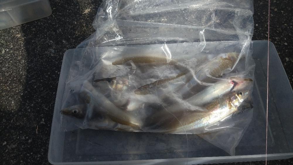 チョイ投げキス釣り〜いつものポイント入れず〜