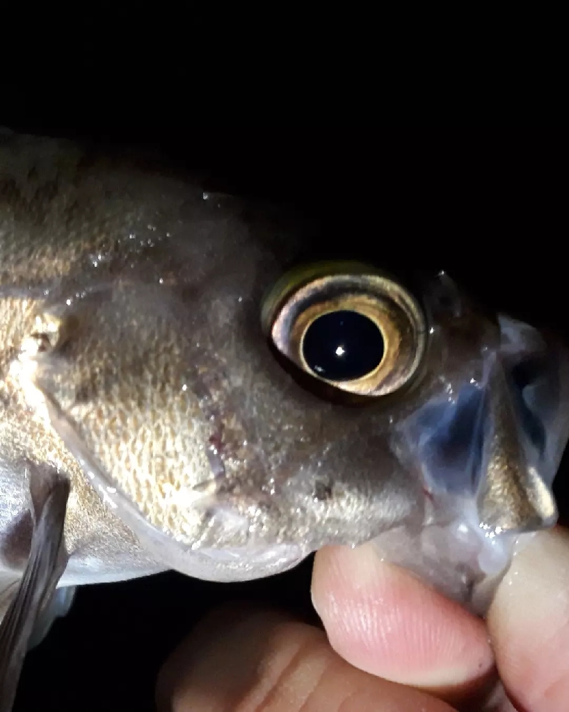 梅雨明けメバル