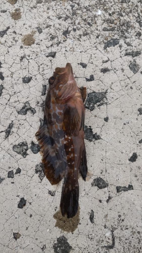 アジ探し@佐野漁港