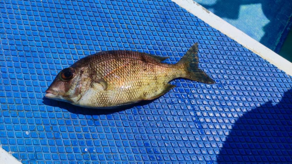 館山にてイサキコマセ釣り