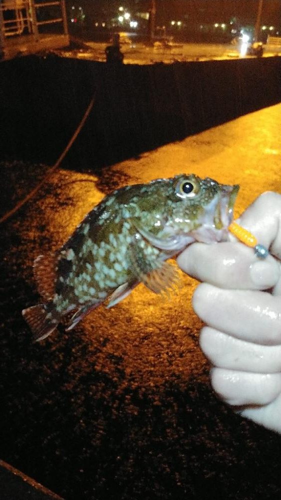 洲本ライトソルト釣行