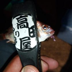 今夜も豆アジング