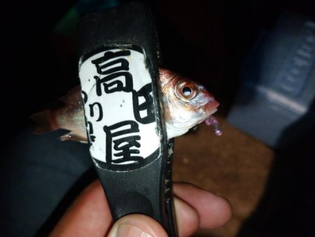 今夜も豆アジング