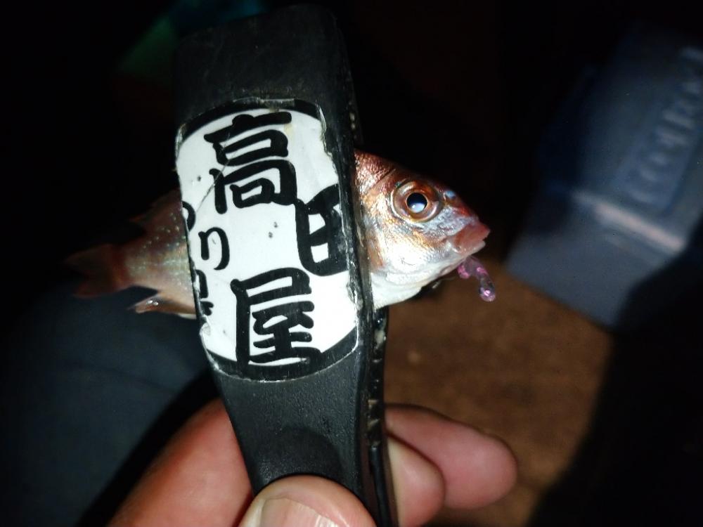 今夜も豆アジング