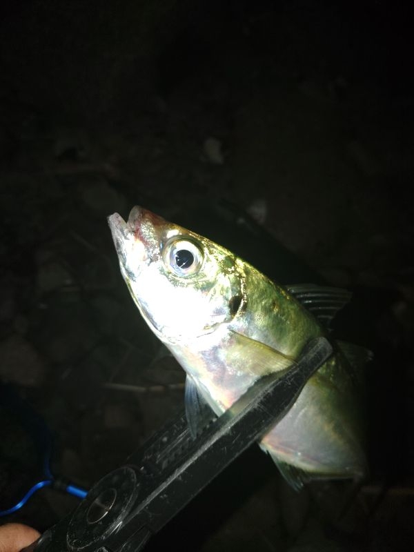 (尺アジ)フロートゲーム～