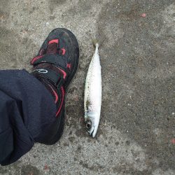 クロ釣り(畝刈)