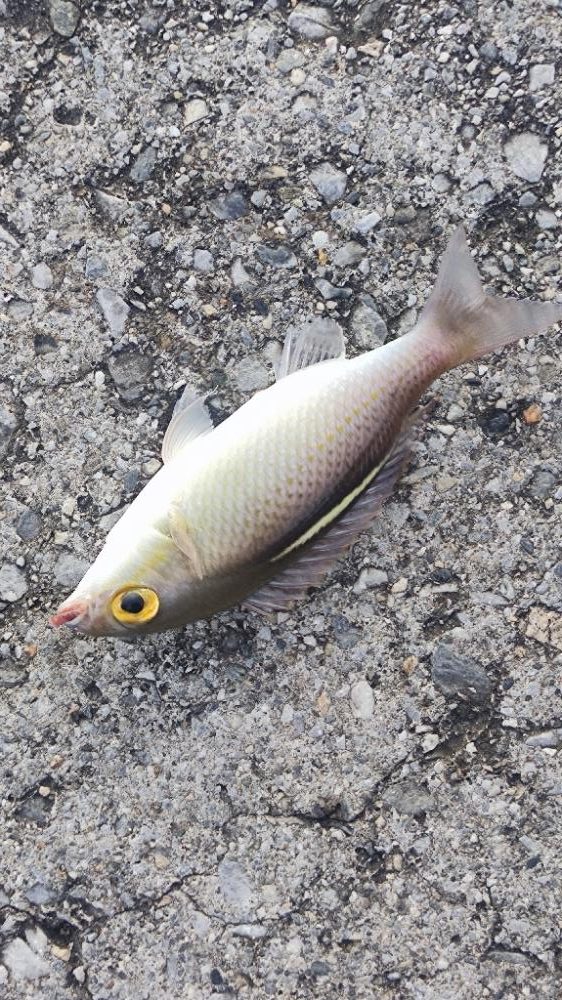 那覇港でブッコミ小物釣り