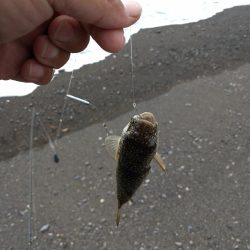 砂浜で短時間キス狙い！